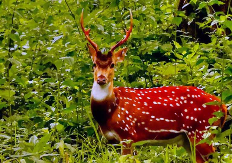 Bumdeling Wildlife Sanctuary