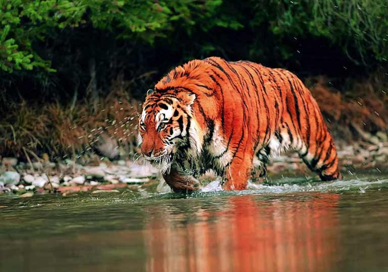 Royal Manas National Park